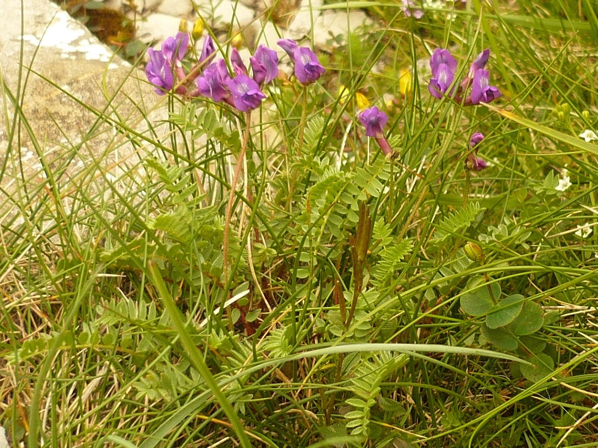 Oxytropis neglecta (Fabaceae)